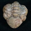 Enrolled Reedops Trilobite From Morocco #10602-1